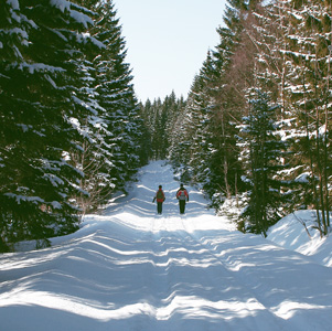 Winterwald