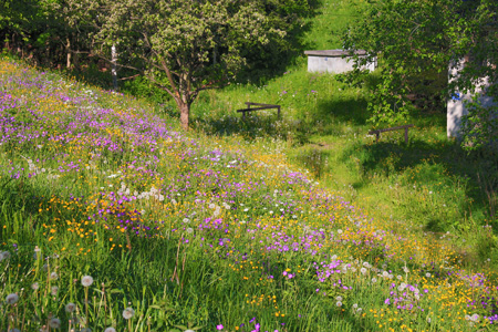 Frühlingswiese in Schönfeld